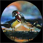 Wood Duck